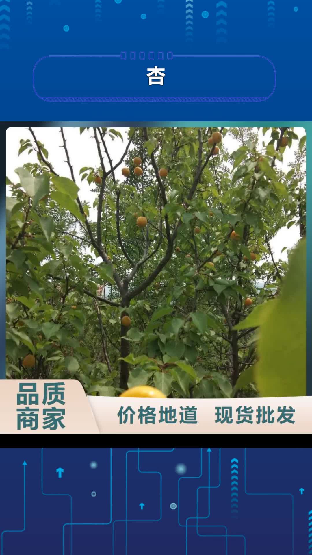 【孝感 杏-蓝莓苗品质值得信赖】